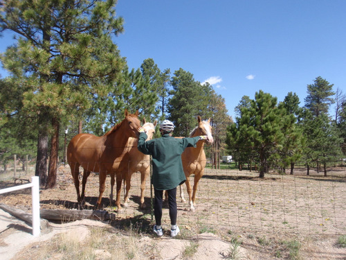 Terry, Red Racer, and two Palominos.